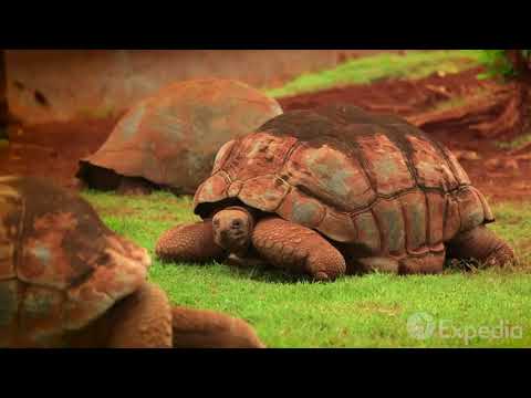 Honolulu Vacation Travel Guide   Expedia   YouTube