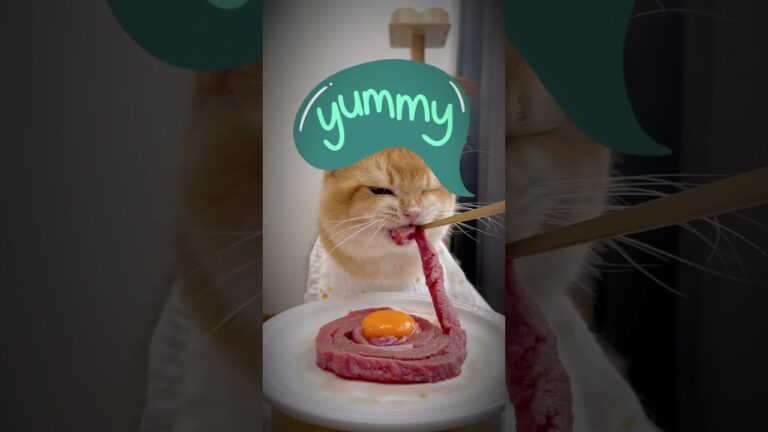 Whiskers’ Delight: Dinner Time Joy : I’ll take it all