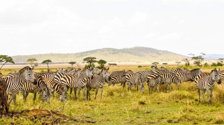 Best Safari Parks in Serengeti National Park, Tanzania: A Complete Travel Guide